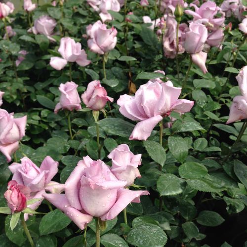 Šeříkově fialová - Stromkové růže s květmi čajohybridů - stromková růže s rovnými stonky v koruně